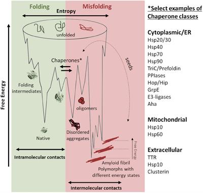 HSP10 as a Chaperone for Neurodegenerative Amyloid Fibrils